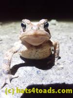 /home//u458753944/public_html/sourcegallery/////////////Roxborough Toad Detour/2022/2022-03-19/P3190894.JPG